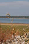 Curlytop knotweed